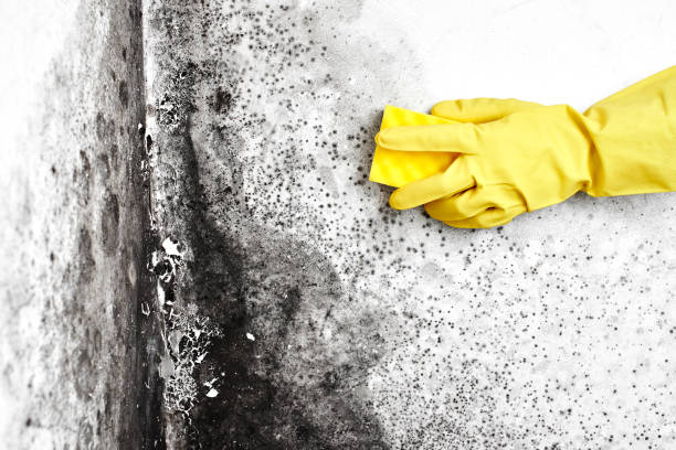 Why You Should Choose Our Mold Remediation Services in Farmington, IL